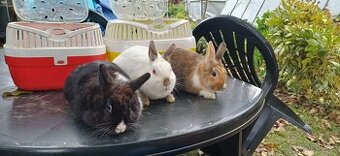 Zakrslý králíček