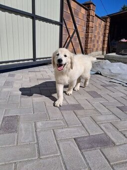 Zlaty retriver Golden retriver