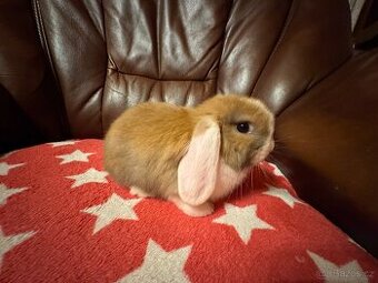 Kontaktní mláďátko zakrslého králíčka - Ellie