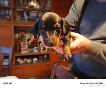 Trpasličí jezevčík