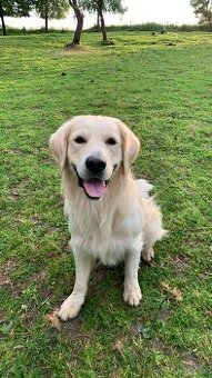 Zlatý retrívr ke krytí bez pp