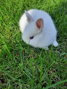 Zakrslý králíček