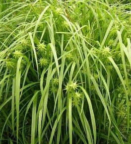 Ostřice, ibišek, huseník, orlíček, břečťan, touleň...