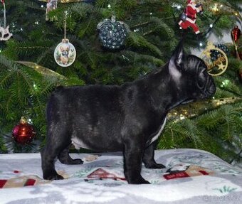 Francouzsky buldoček s PP/French bulldog