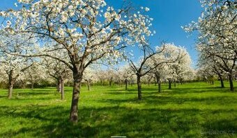 Koupím kousek pozemku...sad ..louka.. Havlíčkův Brod