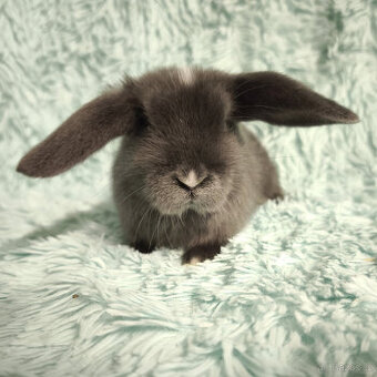 ⭐️ Zakrslý beránek SATÉNOVÝ ⭐️ 🍀 V3 🍀