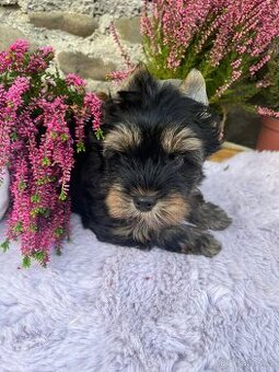 Jorkširský teriér - 1