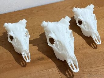 Lebka na jelení paroží