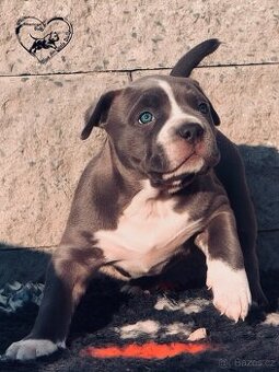 American Bully XL / XXL štěňátka