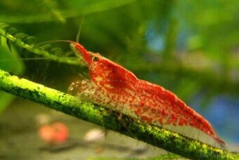 Krevety Neocaridina red