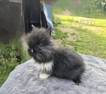 Teddy