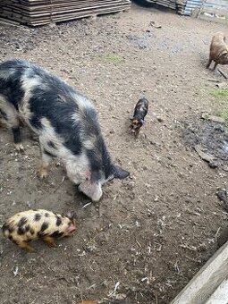 Kune Kune