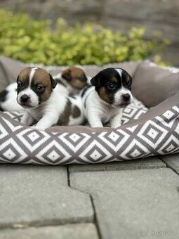 Jack Russell teriéra