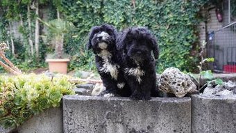 Maltipoo