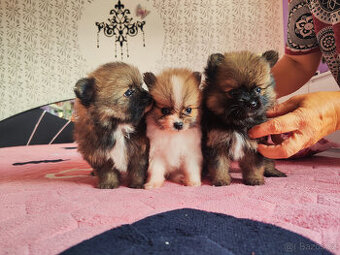 Pomeranian