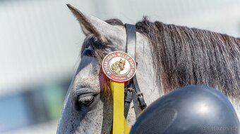 Welsh pony B