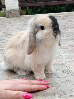 Volný Sameček - Anglický Zakrslý Beránek MiniLop🍑🧡🤍