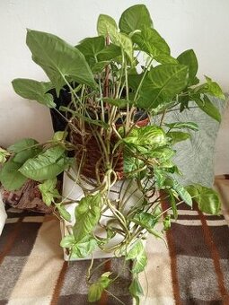 Prodám krásnou velkou kytku