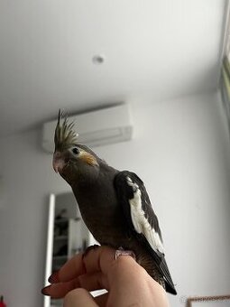 Korela, krotká korela, rucne dokrmena korela