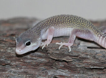 Gekončík noční - letošní mláďata