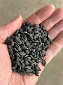 Slunečnice černá od 16,- / kg