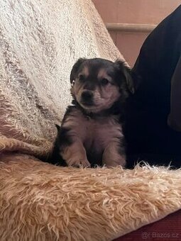 Prodám malé štěně
