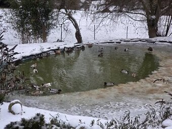 indicky bezec hejno 25 ks mix - 1