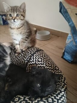 Britská koťátka - kříženci