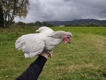 Araukauna Levandulová, divoce zbarvená - 1