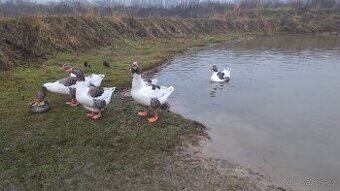 Husa Pomořanská 8 měsíční - prodám