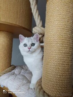 Koťátka britské kočičky s PP