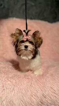 Biewer Jorkšírský teriér fenka s PP