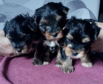 Jorkšírský teriér