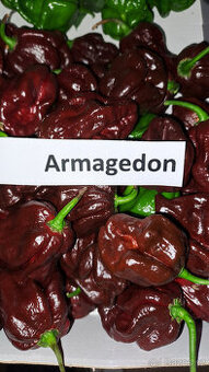 Armagedon chilli semínka