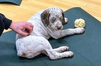 Bourbonský ohař - štěně s PP