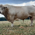 Plemenný býk Charolais, homozygot