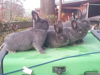 Vídeňské modré Kralici