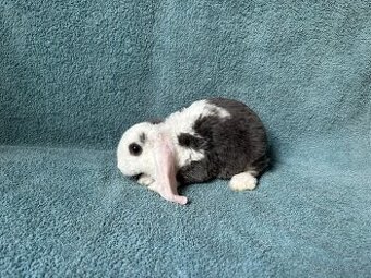 zakrslý králíček beránek rex