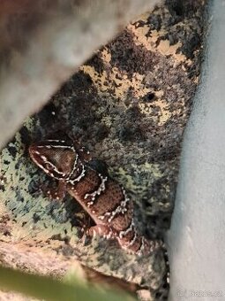 Hemidactylus triedrus