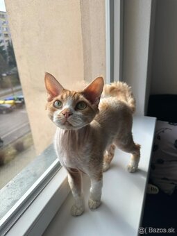 Dvojročný kocúrik plemena Devon rex si hľadá nový domov
