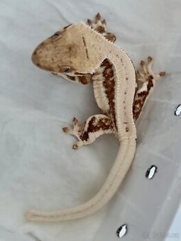 Pagekon rasnaty 2 samičky Lilly White 13g