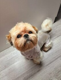 Shih-tzu ke krytí