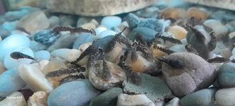 Ancistrus