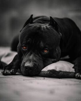 American bully xl, pitbull xxl