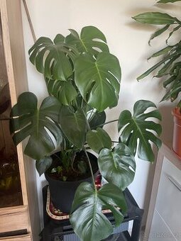 Monstera květina rostlina - 1