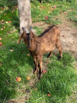 Anglonubijský kozel