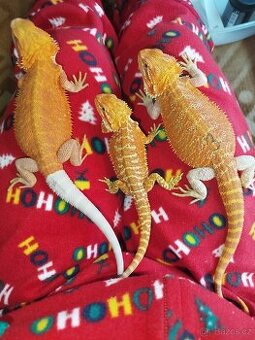 Mláďata agamy vousaté