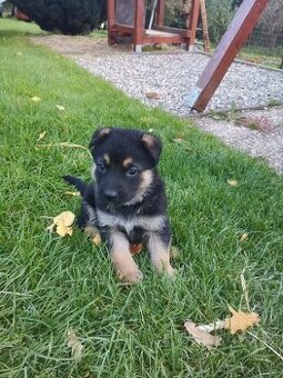 Německý ovčák štěňata