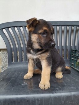 Německý ovčák štěňata