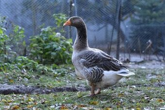 Husa landeská, výstavní chov